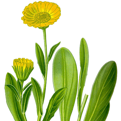 Calendula — Calendula officinalis L.