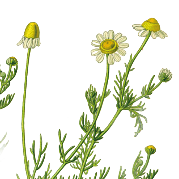 Camomilla — Matricaria chamomilla L.