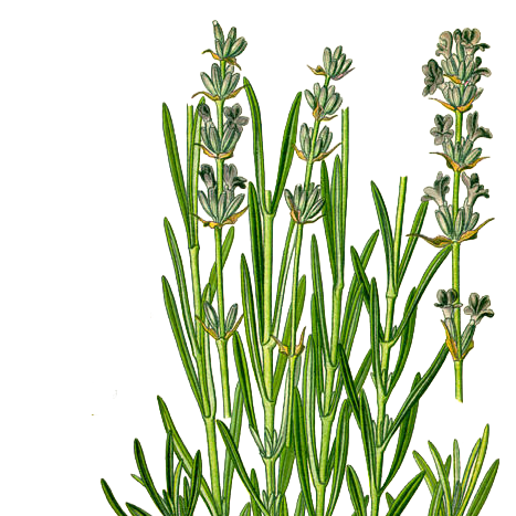 Lavanda — Lavandula angustifolia Mill.