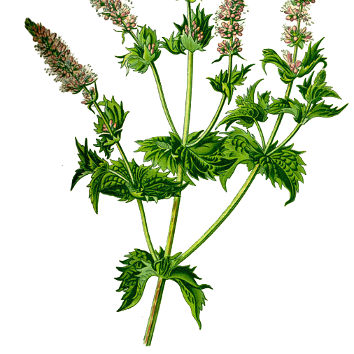 Menta — Mentha × piperita L.