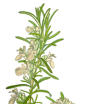 Rosmarino — Salvia rosmarinus Spenn.
